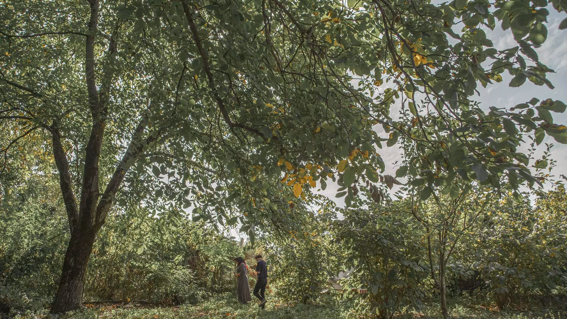 Imago still