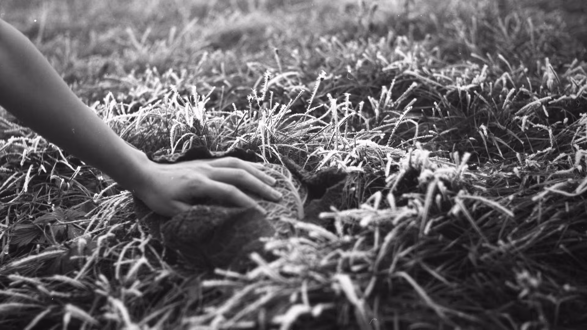 Life Within still
